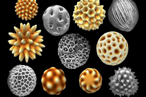 Nature Prefers Asymmetrical Pollen Grains Study Finds News