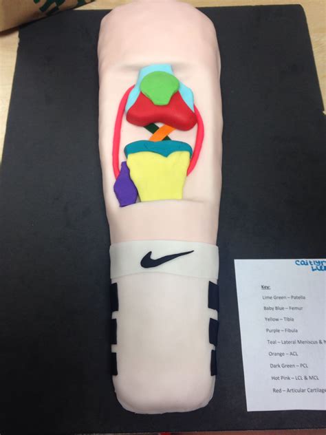 D Knee Project This One Was Awesome Sports Medicine Athletic Trainer Knee