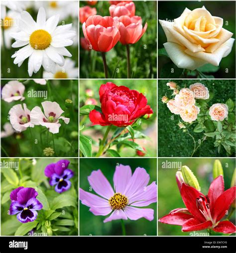 Collage Of Different Beautiful Flowers Stock Photo Alamy