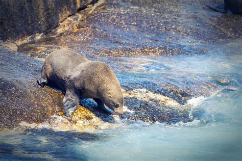 Seal On A Hout Bay Seal Island In Cape Town Stock Photo Image Of