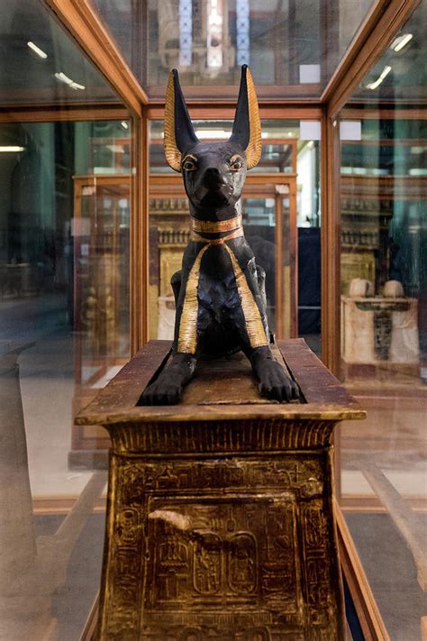 Anubis Tutankhamen Exhibit The Egyptian Museum Of Antiquities Cairo Egypt Photograph By