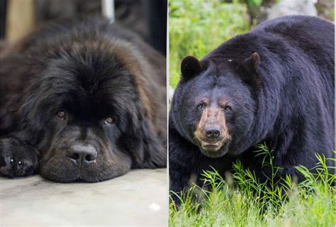 Incredible Dogs That Look Like Bears 14 Look Alikes Pawleaks