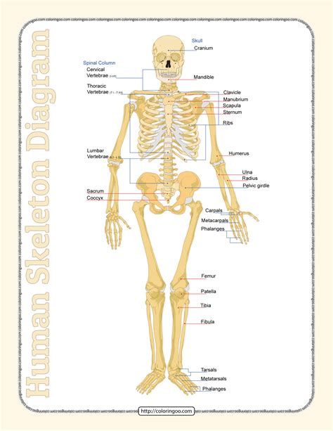 The Human Skeleton And Its Major Skeletal Systems Are Labeled In This