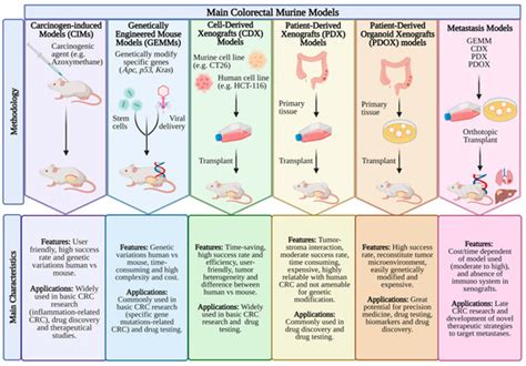 Cancers Free Full Text Experimental Murine Models For Colorectal