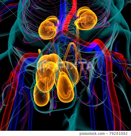 Male Reproductive System Anatomy For Medical Stock Illustration