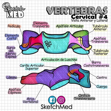 Vértebrascervical 4vista Anterior Y Lateral Paola Ríos Dr Vago