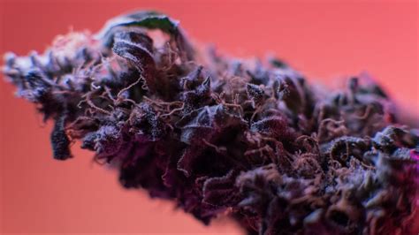 Seven Of The Best Purple Weed Strains You Need To Try In 2022