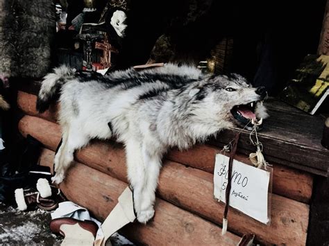 Dead Wolf Smithsonian Photo Contest Smithsonian Magazine