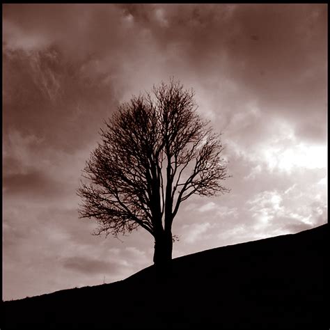 Solitary Tree David Carter Flickr