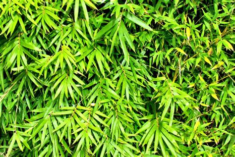 Free Stock Photos Rgbstock Free Stock Images Bamboo Green Leaf