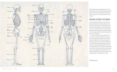 From My Book Basic Human Anatomy Urobertoosti