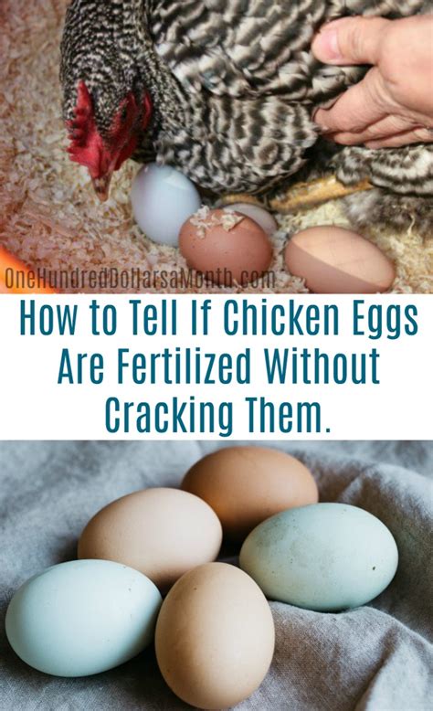 How Can I Tell If My Chicken Eggs Are Fertilized Without Cracking Them One Hundred Dollars A