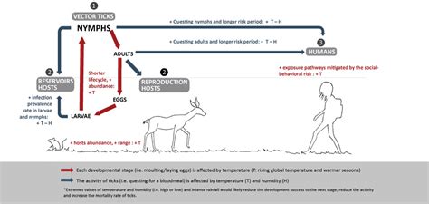 Tick Talk Tick Borne Pathogens In Canada Scienceborealisca Blog