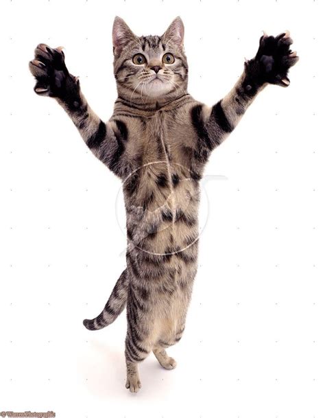 A Cat Standing On Its Hind Legs And Arms Up With Its Front Paws In The Air