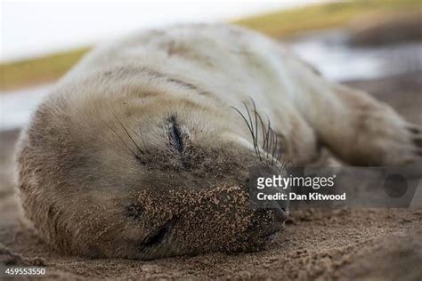 Seal Pup Season Continues At Donna Nook Reserve Photos And Premium High