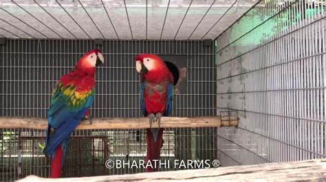 Scarlet Macaw Pair And Chick Youtube