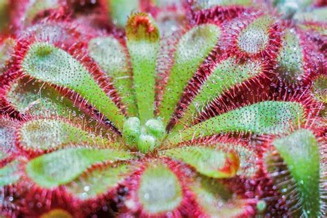 21 Types Of Carnivorous Plants How To Care For Them