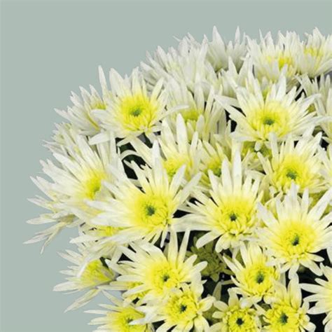 Chrysanthemum Spray Delianne White 20 Stems All Occasions Wholesale