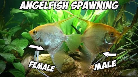 Angelfish Spawning And Close Look On Gender Difference Youtube