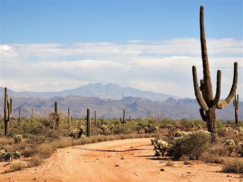 High Definition Image Of Cacti Desktop Wallpaper Of Desert Mountains