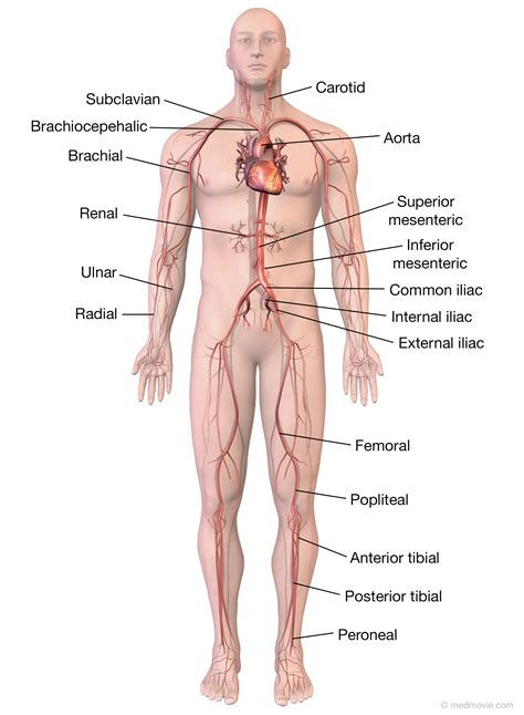 The left ventricle of the heart pumps oxygenated blood into the aorta. Medmovie.com | Major Arteries of the Body