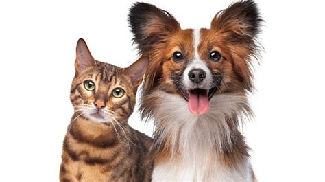 Kisah Persahabatan Anjing Dan Kucing Yang Mengharukan