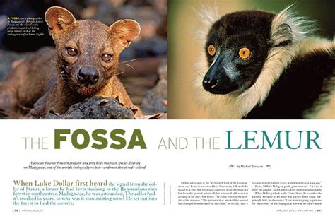 The Fossa And The Lemur
