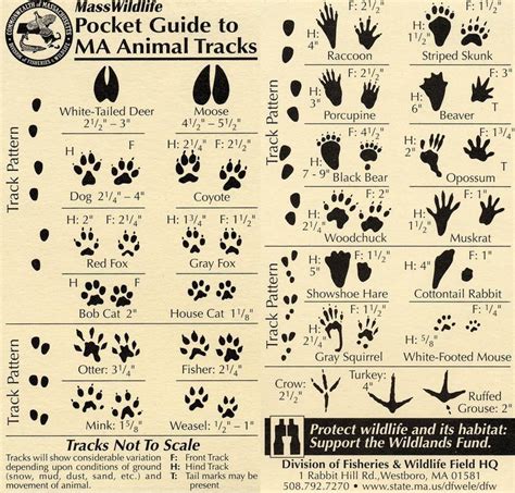 Animal Tracks Guide Great For Nature Walks And Camping Animal