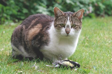 Domestic Cats Killers Of Songbirds What Can Be Done To Prevent It