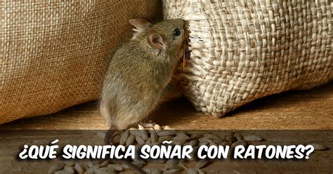 ¿qué Significa SoÑar Con Ratas Y Raton Todo Lo Que Te Gustaría Saber