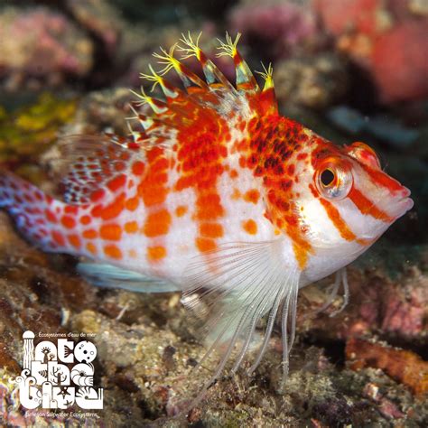 Coral Hawkfish Into The Blue Jameson Saltwater Ecosystems Canada