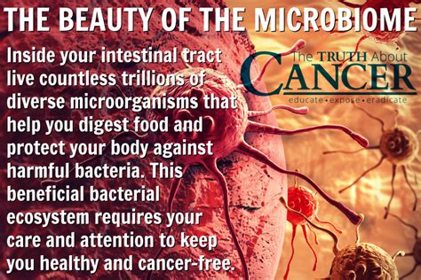 Bacteria Is Best Why A Healthy Gut Microbiome Is Key To Cancer