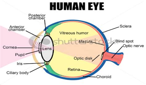 How Does The Human Eye Work Magic Of Eyes