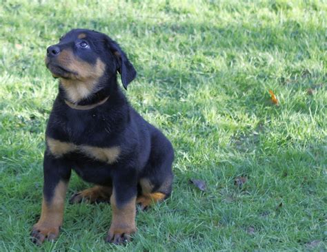 Puppy for sale labrador retriever. Beauceron Puppies For Sale | Alexandria, OH #177432
