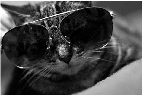 101 Cats Wearing Sunglasses 101 Cats Wearing Sunglasses Hop To Pop