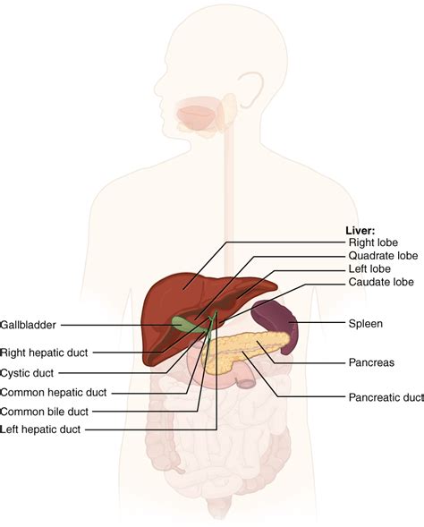 Secretions from the gall bladder and pancreas are released into the duodenum through a common structure, the hepatopancreatic ampulla, and the as part of the exocrine system, the pancreas secretes enzymes that work in tandem with bile from the liver and gallbladder to help break down. OpenStax: Anatomy and Physiology | CH23: THE DIGESTIVE ...