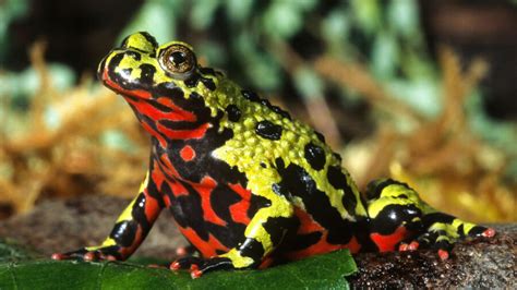 The Oriental Fire Bellied Toad Critter Science