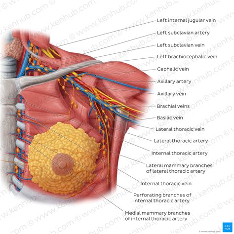 Female Breast Anatomy Blood Supply Mammary Glands Anatomystuff Hot Sex Picture