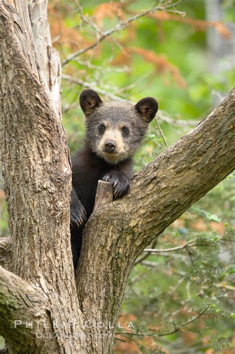 Photo Security Black Bear Cub In A Tree Ursus Americanus Photo Orr