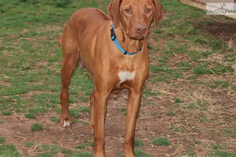 Sebastian Rhodesian Ridgeback Puppy For Sale Near Southeast Ks Kansas