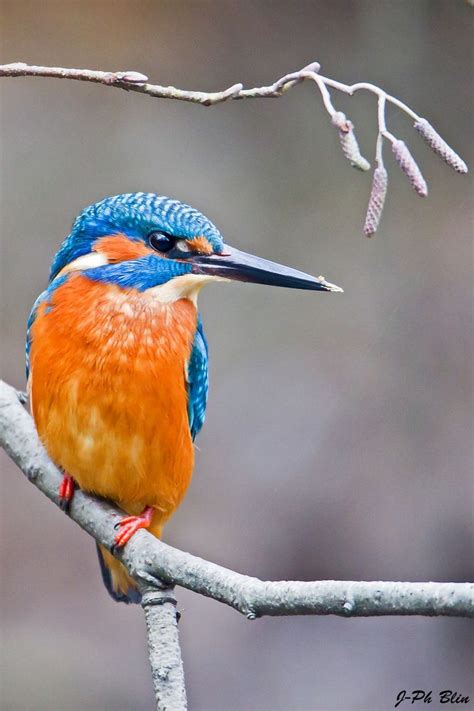 A Colorful Bird Sitting On Top Of A Tree Branch