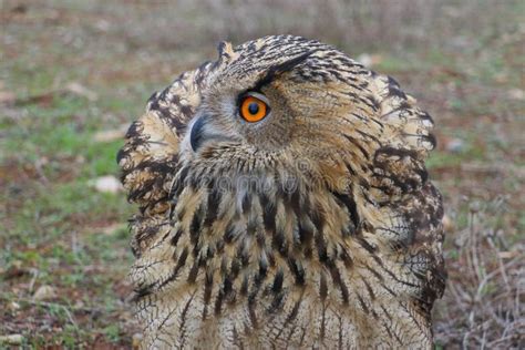 Eurasian Eagle Owl Bubo Bubo Stock Photo Image Of Quail Nature