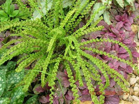Plants can spread vegetatively from stout, chaffy rhizomes, and are capable of forming large clumps[. Wietlica samicza 'Frizelliae' Athyrium filix-femina| Albamar