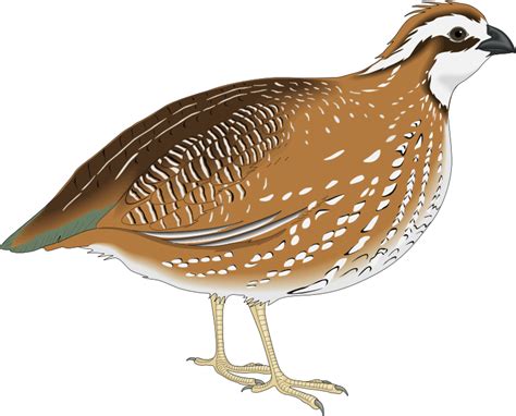 Quail Png Images Transparent Background Png Play