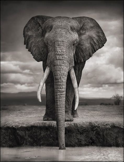 Nick Brandt Photographer All About Photo