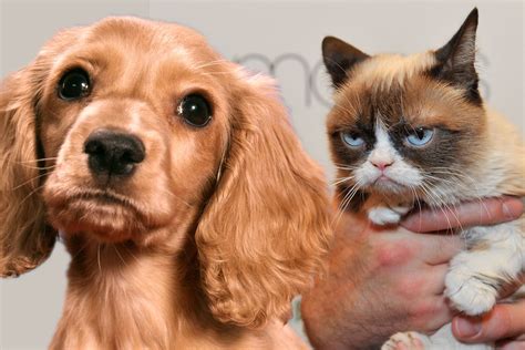 Why Do Dogs And Cats Hate Each Other Why Do They Not Get