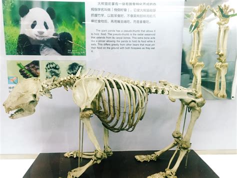 Pandas A Conservation Effort Reach The World