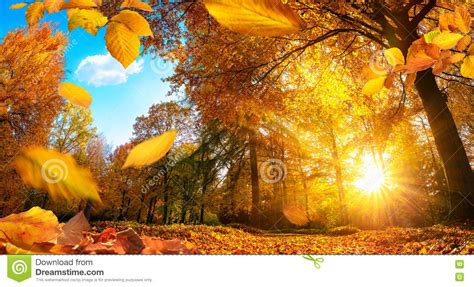 Golden Autumn Scene With Falling Leaves Stock Image Image Of Scenic