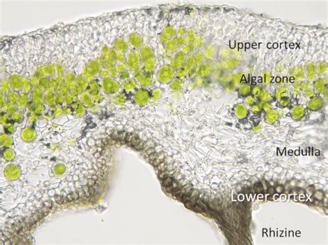 Lichens Hybrid Organisms Encyclopedia Of The Environment