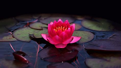 Lotus Flower Pink Lily Free Photo On Pixabay Pixabay